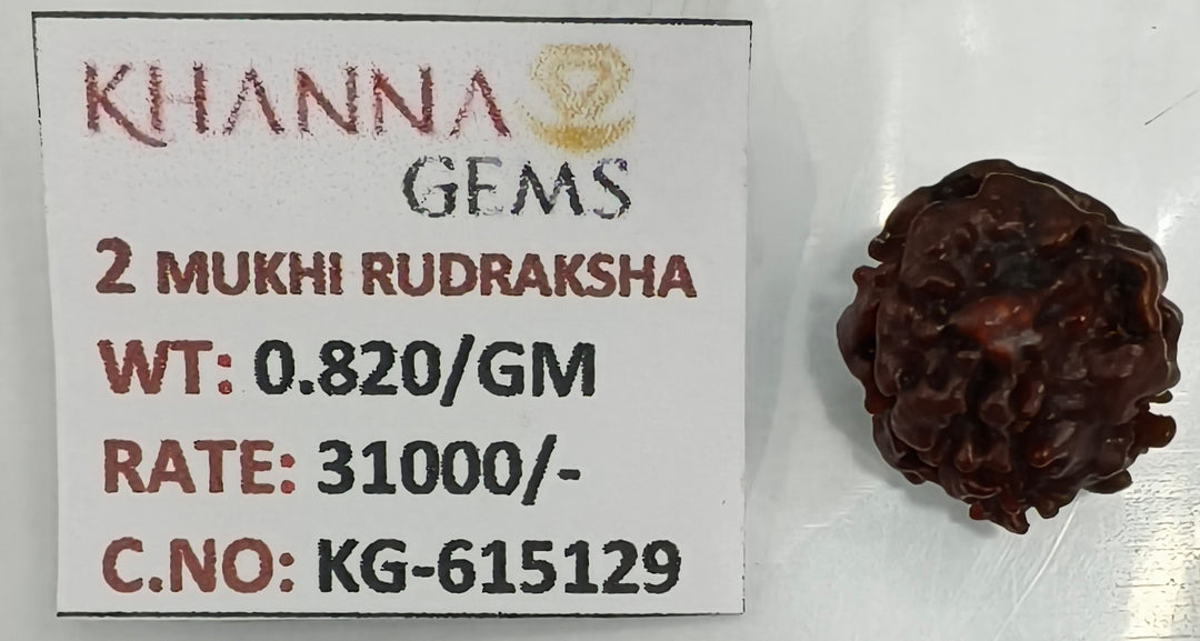 0.820 Gram Natural Two Mukhi Rudraksha with Govt. Lab Certificate-KG615129