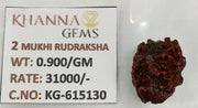 0.900 Gram Natural Two Mukhi Rudraksha with Govt. Lab Certificate-KG615130