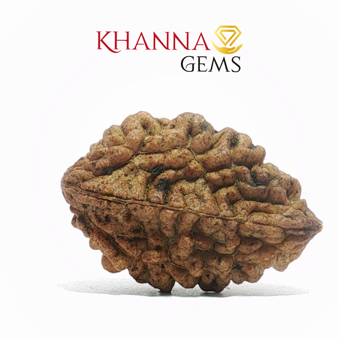 2 MUKHI GARWAL RUDRAKSHA