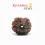 Load image into Gallery viewer, 2 MUKHI NEPALI RUDRAKSHA (PREMIUM)