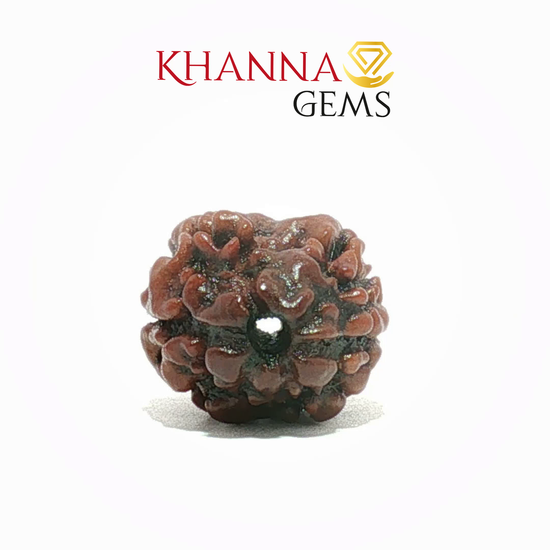 2 MUKHI NEPALI RUDRAKSHA (PREMIUM)