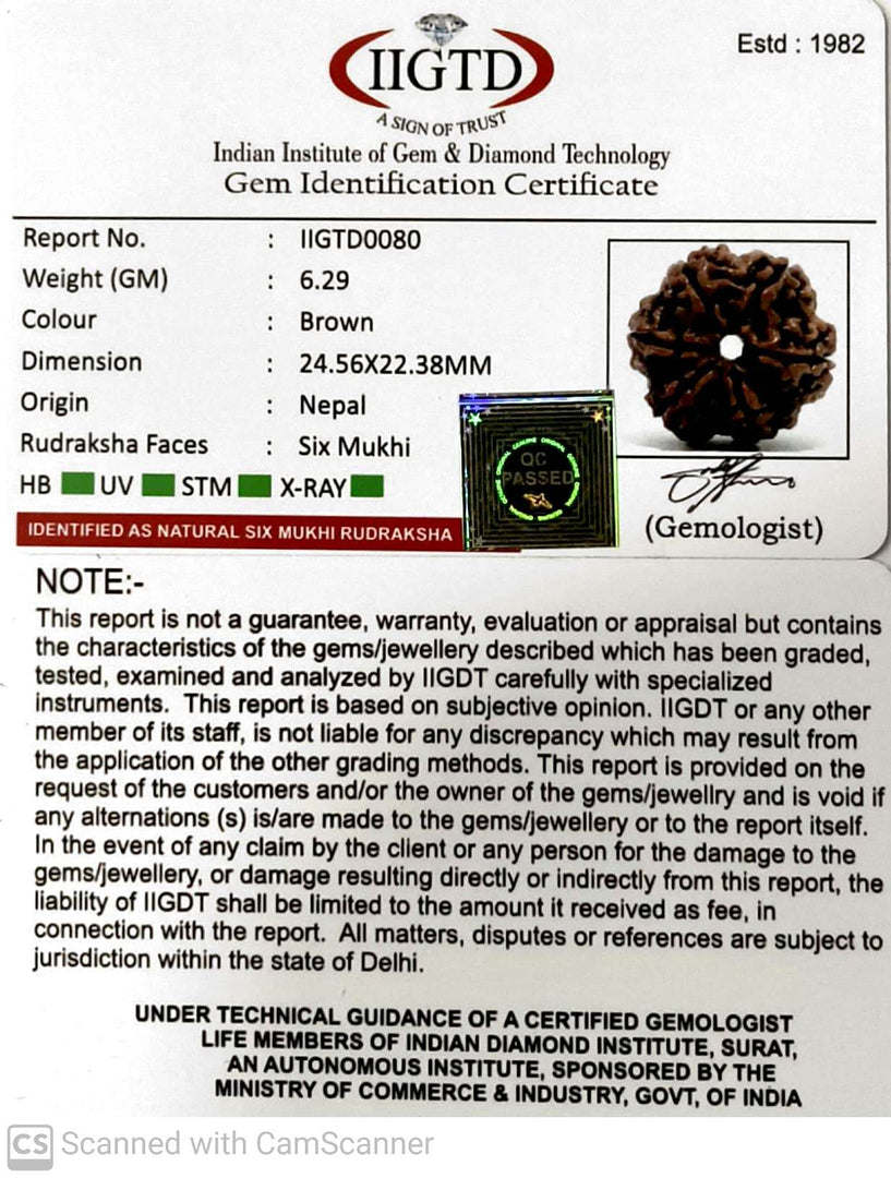 6 MUKHI NEPALI RUDRAKSHA (BIG BEADS)