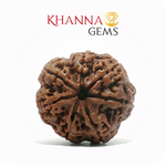 Load image into Gallery viewer, 7 MUKHI NEPALI RUDRAKSHA (PREMIUM)
