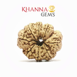 Load image into Gallery viewer, 8 MUKHI NEPALI RUDRAKSHA