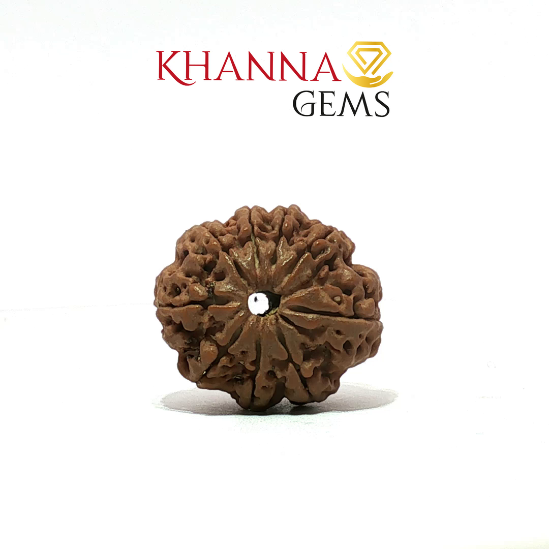 9 MUKHI NEPALI RUDRAKSHA