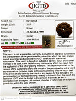 Load image into Gallery viewer, 9 MUKHI NEPALI RUDRAKSHA