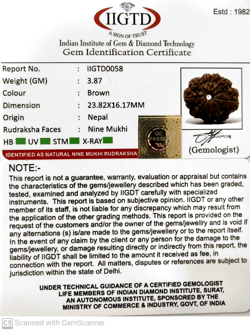 9 MUKHI NEPALI RUDRAKSHA