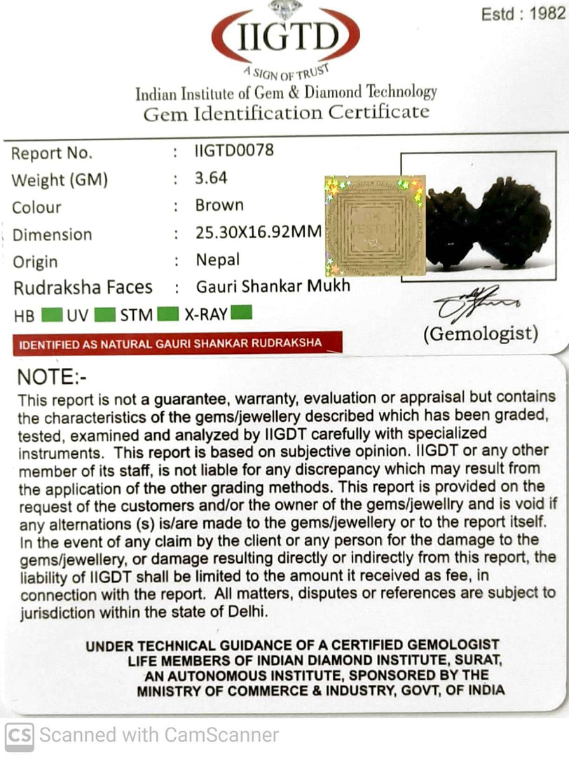 GAURI SHANKAR RUDRAKSHA