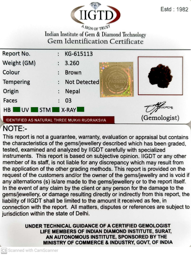 3.260 Gram Natural Three Mukhi Rudraksha with Govt. Lab Certificate-KG615113