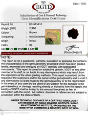 2.960 Gram Natural Three Mukhi Rudraksha with Govt. Lab Certificate-KG615117
