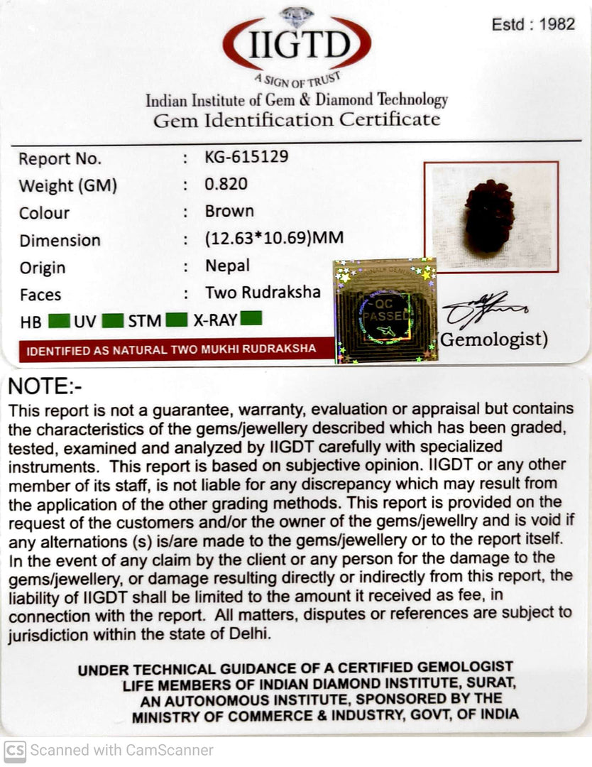 0.820 Gram Natural Two Mukhi Rudraksha with Govt. Lab Certificate-KG615129
