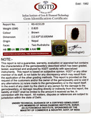 0.820 Gram Natural Two Mukhi Rudraksha with Govt. Lab Certificate-KG615129