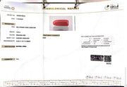 7.36/CT Natural Red Coral With Govt. Lab Certificate