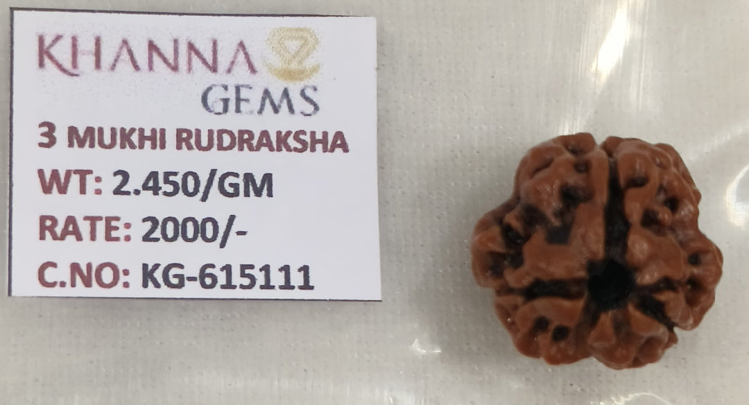 2.450 Gram Natural Three Mukhi Rudraksha with Govt. Lab Certificate-KG615111