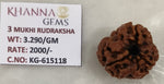 Load image into Gallery viewer, 3.290 Gram Natural Three Mukhi Rudraksha with Govt. Lab Certificate-KG615118