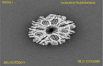 Load image into Gallery viewer, 10 MUKHI NEPALI RUDRAKSHA