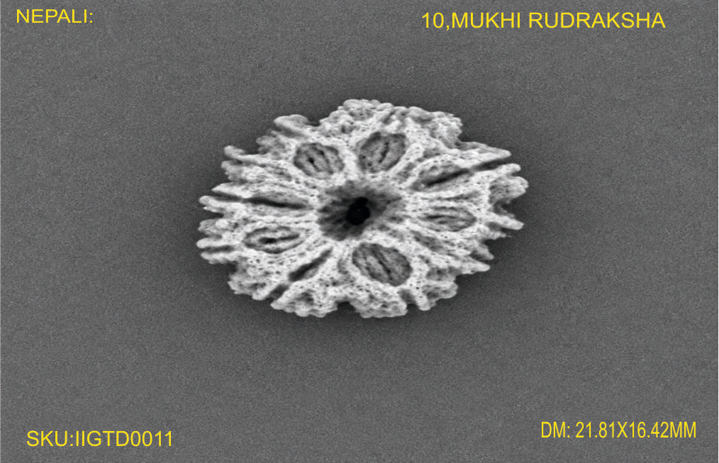 10 MUKHI NEPALI RUDRAKSHA
