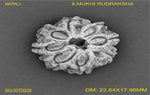 Load image into Gallery viewer, 8 MUKHI NEPALI RUDRAKSHA