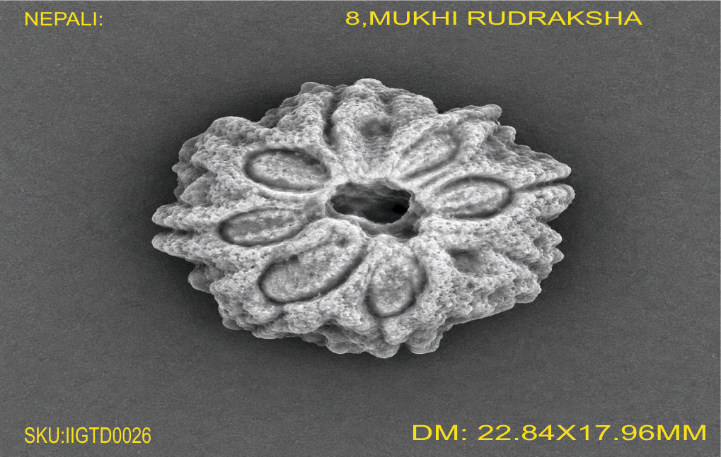 8 MUKHI NEPALI RUDRAKSHA