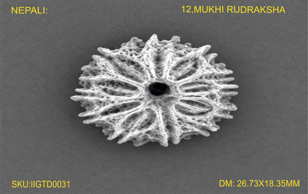 12 MUKHI NEPALI RUDRAKSHA