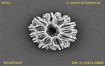 Load image into Gallery viewer, 11 MUKHI NEPALI RUDRAKSHA