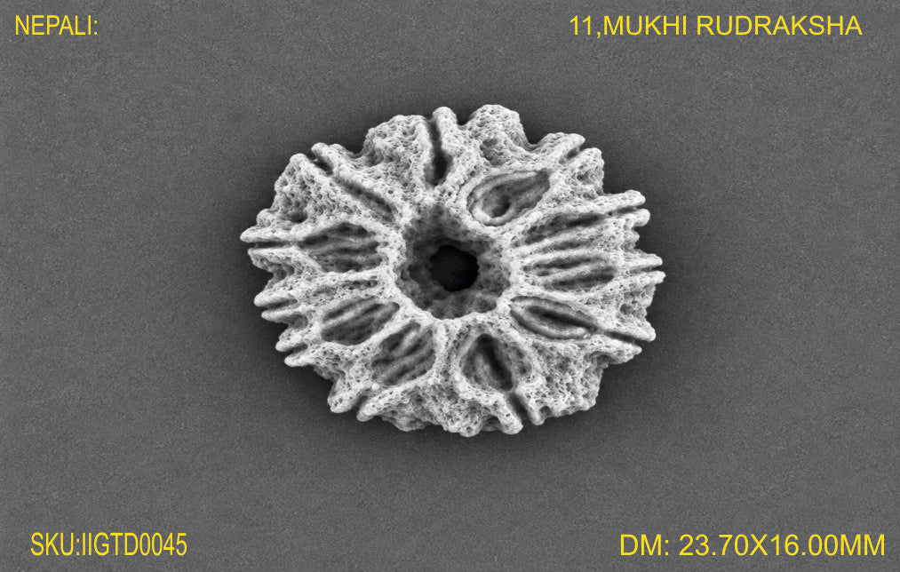 11 MUKHI NEPALI RUDRAKSHA