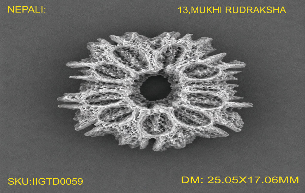 13 MUKHI NEPALI RUDRAKSHA