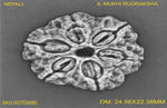 Load image into Gallery viewer, 6 MUKHI NEPALI RUDRAKSHA (BIG BEADS)