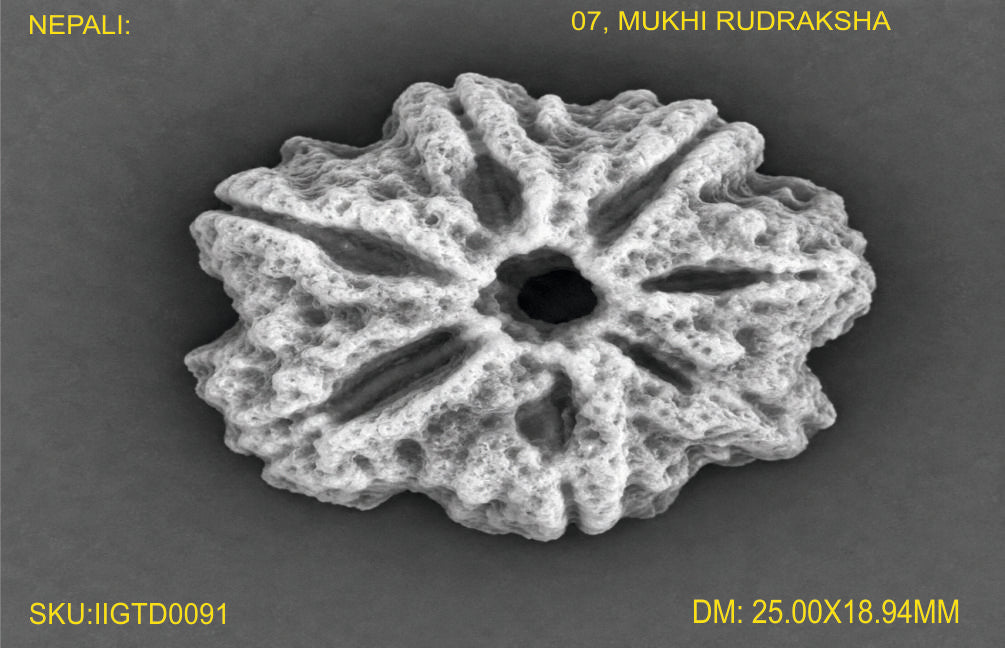 7 MUKHI NEPALI RUDRAKSHA (PREMIUM)