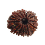 Load image into Gallery viewer, Fourteen Mukhi Nepali Rudraksha (61000)
