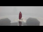 5.71 Ratti Natural New Burma ruby with Govt. Lab Certificate-(3441)