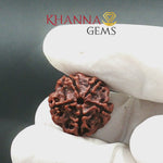 Load and play video in Gallery viewer, 5 MUKHI NEPALI RUDRAKSHA