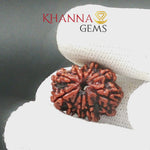 Load and play video in Gallery viewer, 10 MUKHI NEPALI RUDRAKSHA