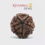 Load and play video in Gallery viewer, 5 MUKHI NEPALI RUDRAKSHA (BIG BEADS)