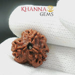 Load and play video in Gallery viewer, 3 MUKHI NEPALI RUDRAKSHA