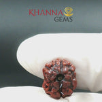 Load and play video in Gallery viewer, 2 MUKHI NEPALI RUDRAKSHA (PREMIUM)