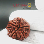 Load and play video in Gallery viewer, 5 MUKHI NEPALI RUDRAKSHA (BIG BEADS)