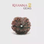 Load and play video in Gallery viewer, 2 MUKHI NEPALI RUDRAKSHA (PREMIUM)