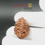 Load and play video in Gallery viewer, 2 MUKHI GARWAL RUDRAKSHA