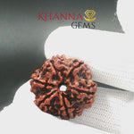 Load and play video in Gallery viewer, 6 MUKHI NEPALI RUDRAKSHA (BIG BEADS)