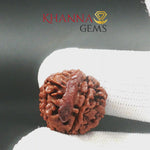 Load and play video in Gallery viewer, NEPALI GANESH RUDRAKSHA