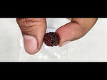Load and play video in Gallery viewer, 0.920 Gram Natural Two Mukhi Rudraksha with Govt. Lab Certificate-KG615126