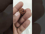 Load and play video in Gallery viewer, 2.450 Gram Natural Three Mukhi Rudraksha with Govt. Lab Certificate-KG615111