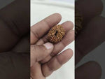 Load and play video in Gallery viewer, 3.690 Gram Natural 14 Mukhi Rudraksha with Govt. Lab Certificate-KG61511