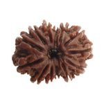 Load image into Gallery viewer, Thirteen Mukhi Nepali Rudraksha
